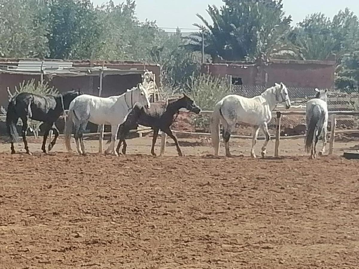 Dar Alfourssane Ferme D'Hote Hotel Varzazate Kültér fotó