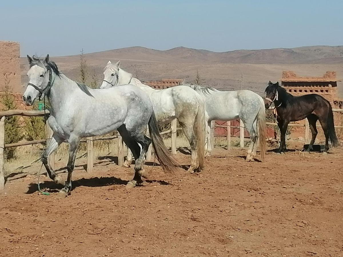 Dar Alfourssane Ferme D'Hote Hotel Varzazate Kültér fotó