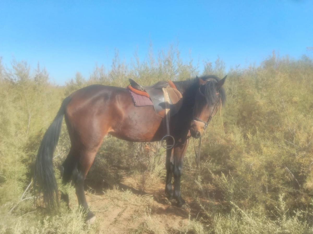 Dar Alfourssane Ferme D'Hote Varzazate Kültér fotó