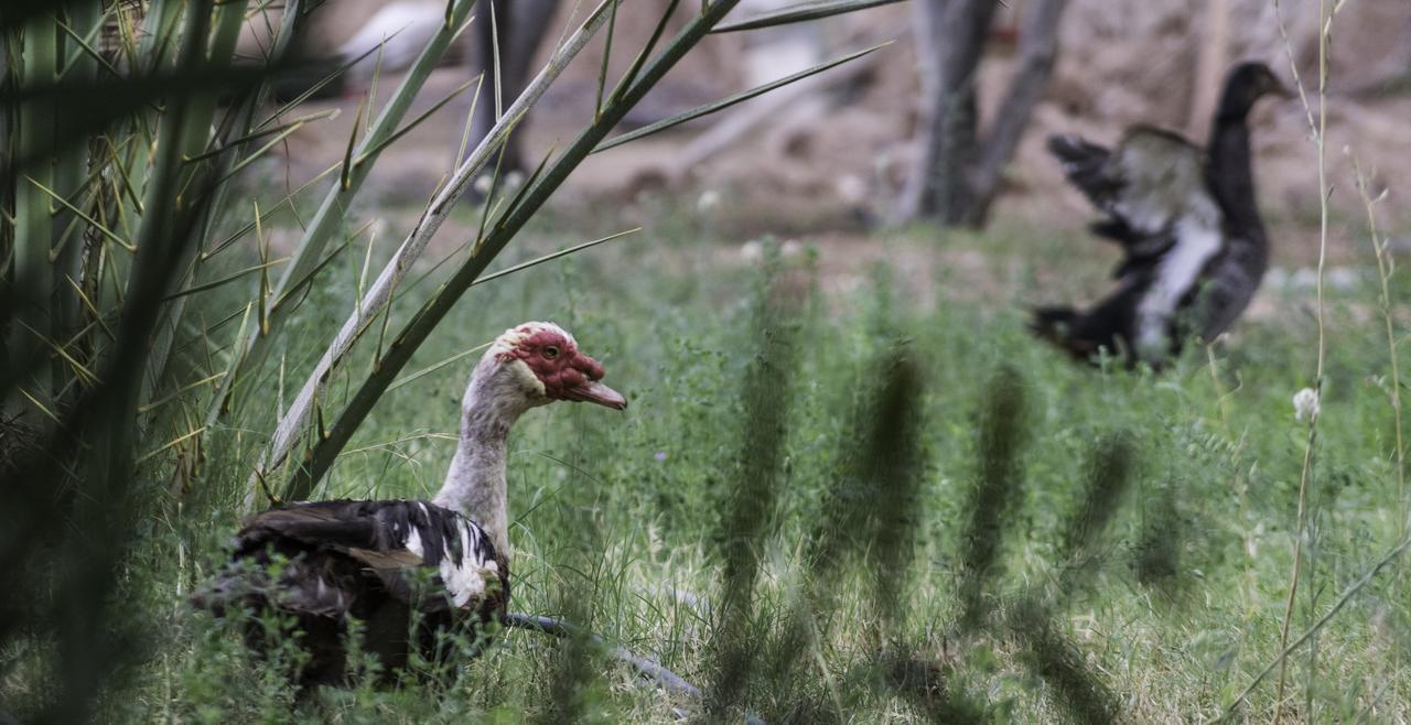 Dar Alfourssane Ferme D'Hote Hotel Varzazate Kültér fotó