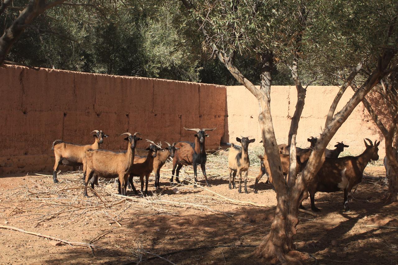 Dar Alfourssane Ferme D'Hote Varzazate Kültér fotó