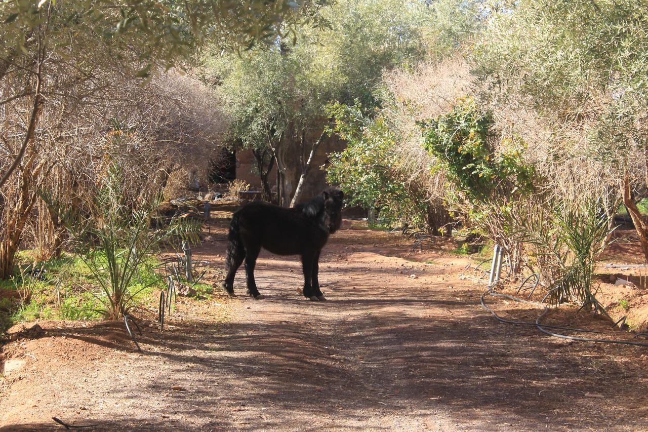 Dar Alfourssane Ferme D'Hote Varzazate Kültér fotó