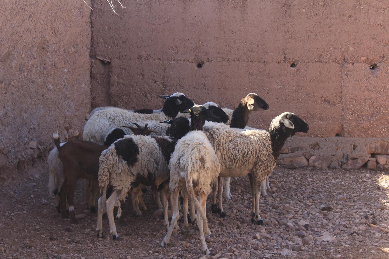 Dar Alfourssane Ferme D'Hote Varzazate Kültér fotó