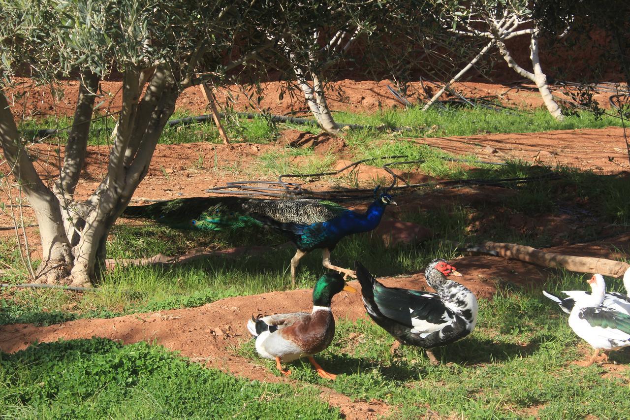 Dar Alfourssane Ferme D'Hote Varzazate Kültér fotó